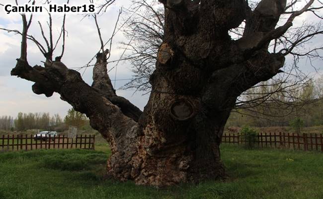 çankırı 18 - 500 Ya??ndaki An?t A?a - Koa Me?e hangi ilemizdedir 